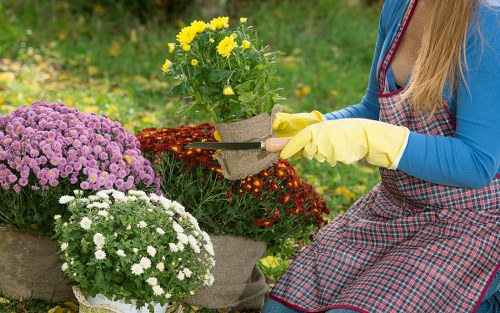 Gardens in Bowes Park with tidy lawns and maintained borders