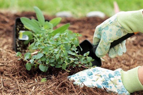 Reliable gardeners in Bowes Park creating a tidy and healthy outdoor space
