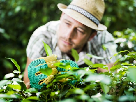 Seasonal garden care for a residential property in Bowes Park