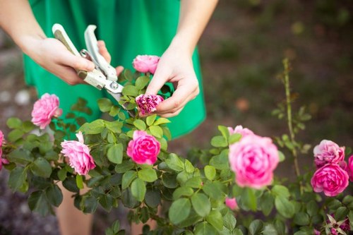 Professional lawn care in Bowes Park with edging and grass cutting