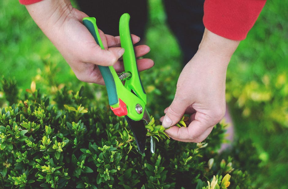 A person wearing a red long-sleeved shirt is trimming a dense, green hedge with a pair of bright green and blue pruning shears. Their hands are carefully cutting through the small, glossy leaves of th