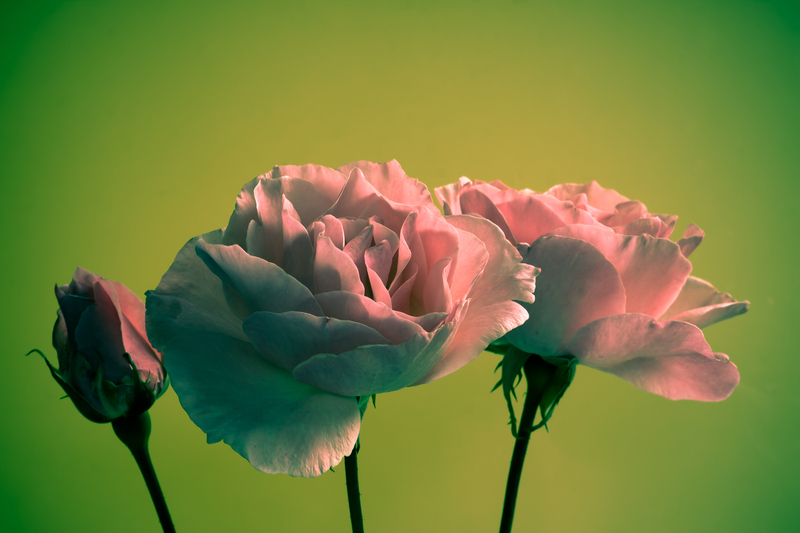 plants plants  / your plants