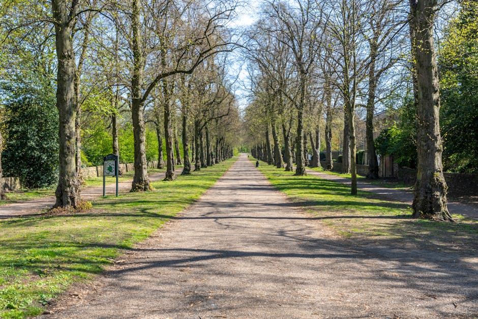 A peaceful pathway in a lush, green park during daytime, surrounded by tall trees with vibrant foliage forming a canopy overhead. The path is paved with asphalt, showing slight fallen leaves scattered