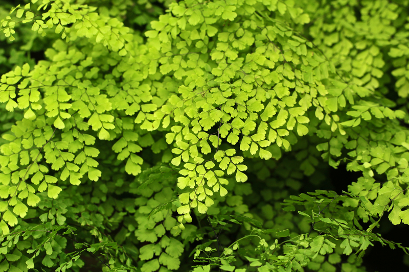 garden design hedge trimming